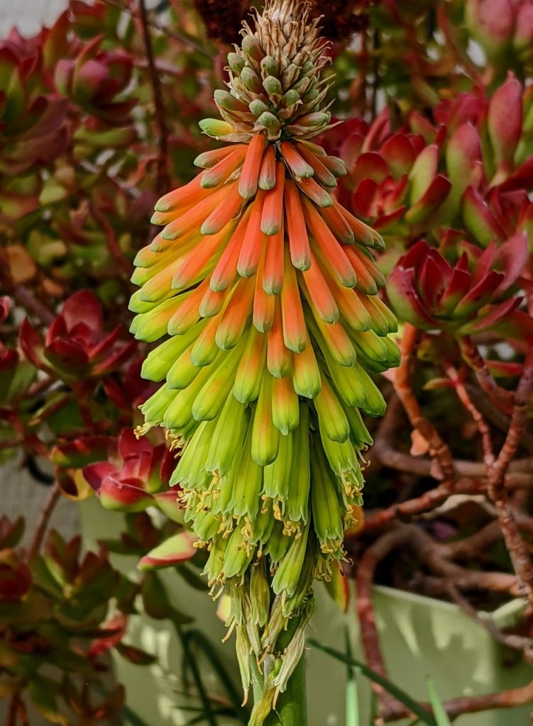 How Can I Design A Drought-tolerant Succulent Garden?