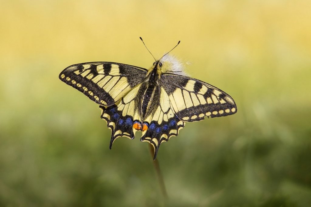 How Do I Identify And Enjoy Local Butterflies And Insects?