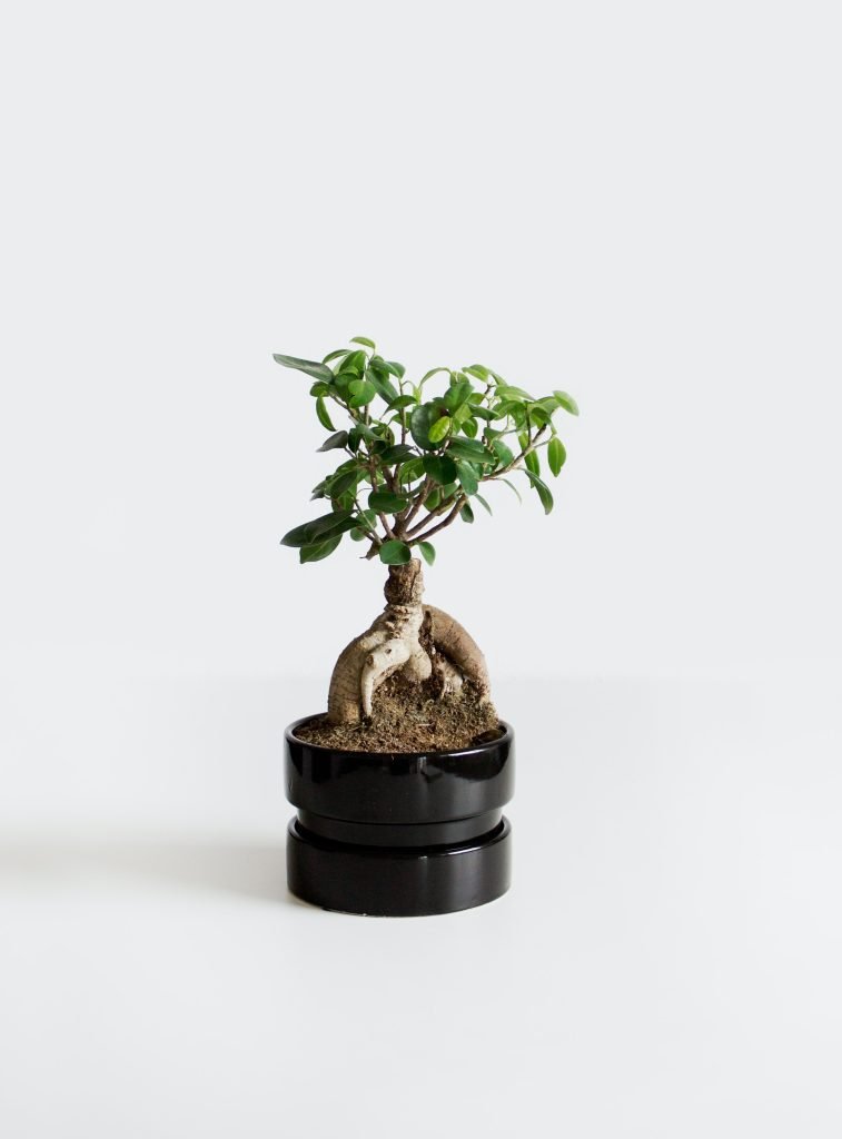 How Do I Successfully Grow And Care For Indoor Bonsai Trees?